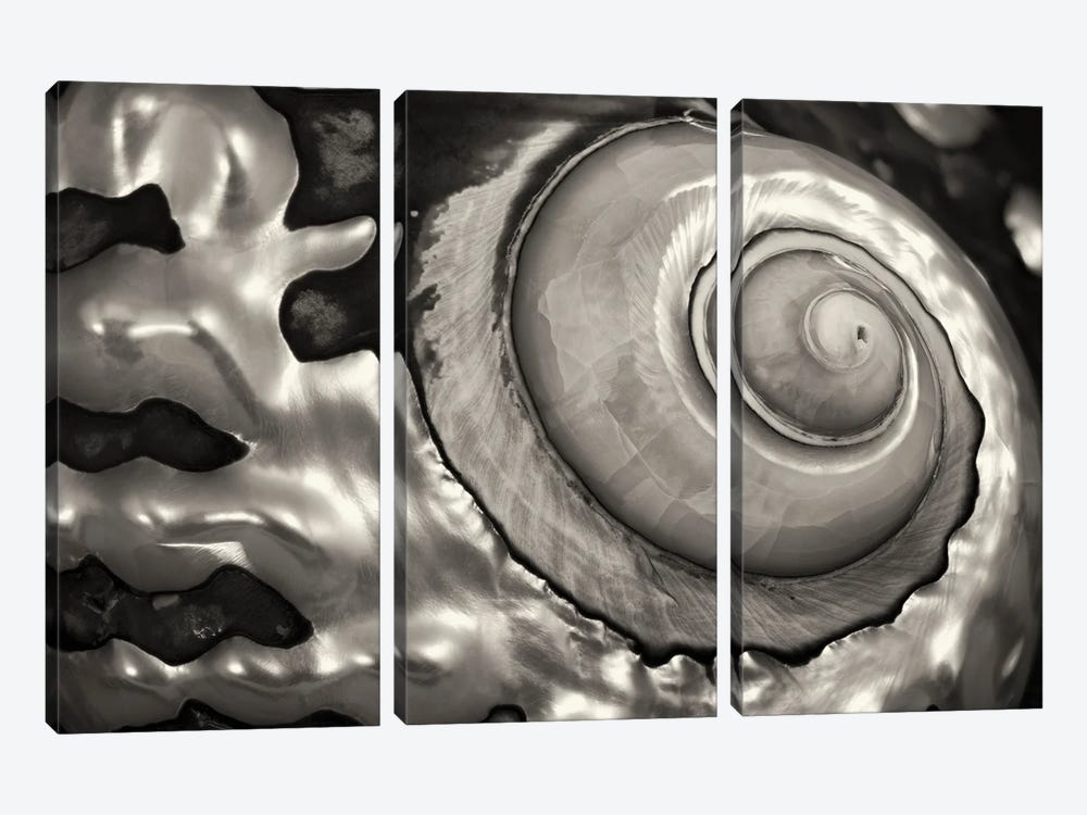 Spiral Seashell by Dennis Frates 3-piece Canvas Wall Art