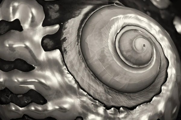 Natural Elements: Spiral Seashell by Dennis Frates