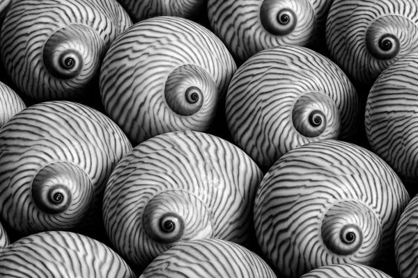 Sea Shells: The Eyes Have It by Dennis Frates