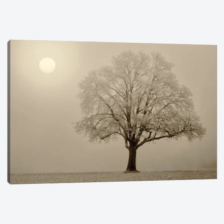 Foggy Sunrise III Canvas Print #DEN1255} by Dennis Frates Art Print