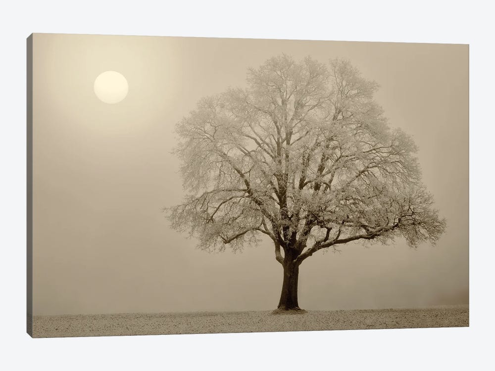 Foggy Sunrise III by Dennis Frates 1-piece Canvas Artwork