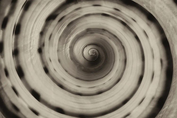 Spiral Seashell II