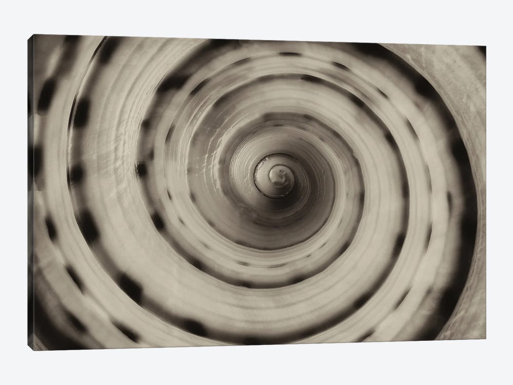 Spiral Seashell II by Dennis Frates 1-piece Art Print
