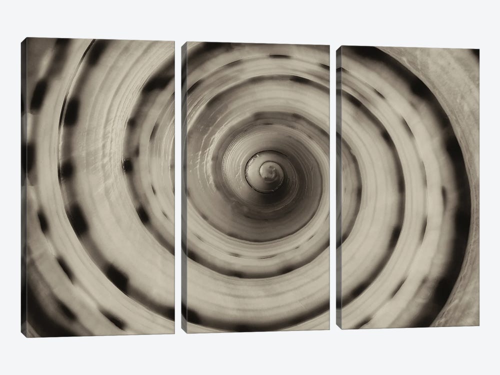 Spiral Seashell II by Dennis Frates 3-piece Canvas Print