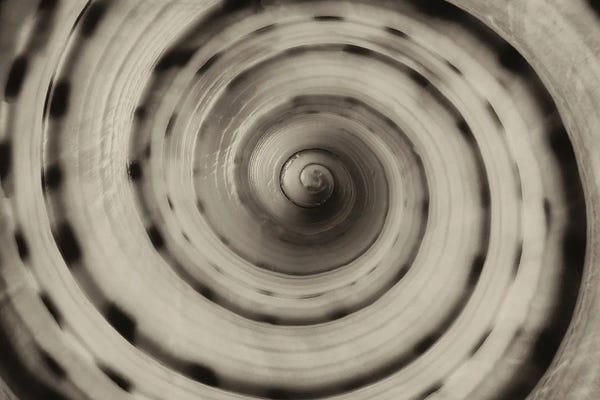 Sea Shells: Spiral Seashell II by Dennis Frates