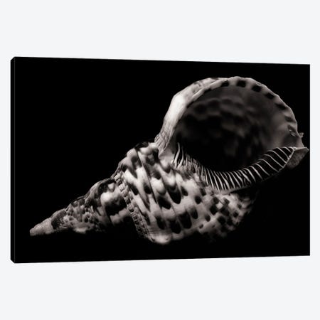 Large Seashell Canvas Print #DEN1257} by Dennis Frates Canvas Print