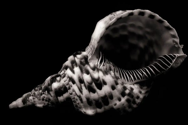 Sea Shells: Large Seashell by Dennis Frates