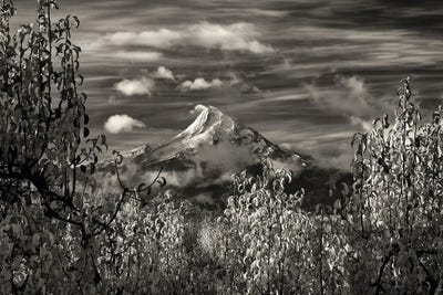 Hood Bounty by Dennis Frates canvas print