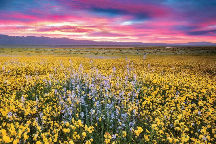 Flower Field Sunrise II