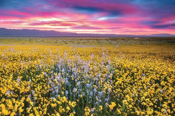 Flower Field Sunrise II