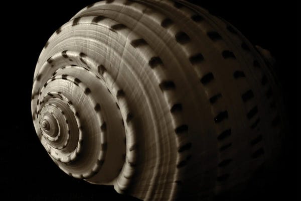 Sea Shells: Spiral Seashell III by Dennis Frates
