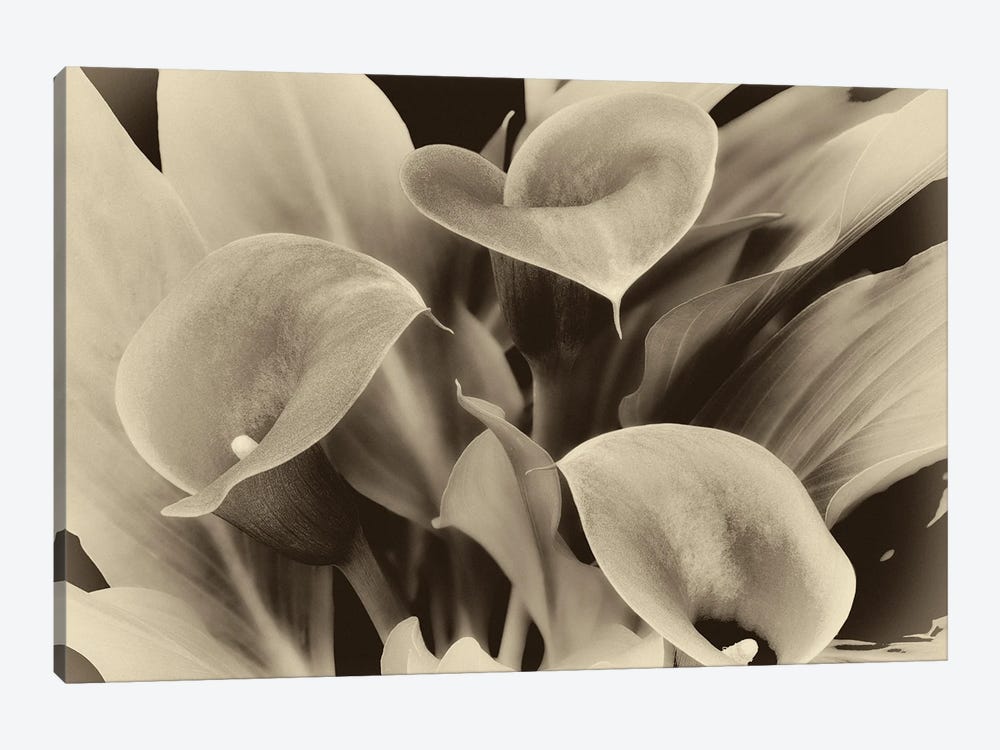 Lilies by Dennis Frates 1-piece Canvas Art