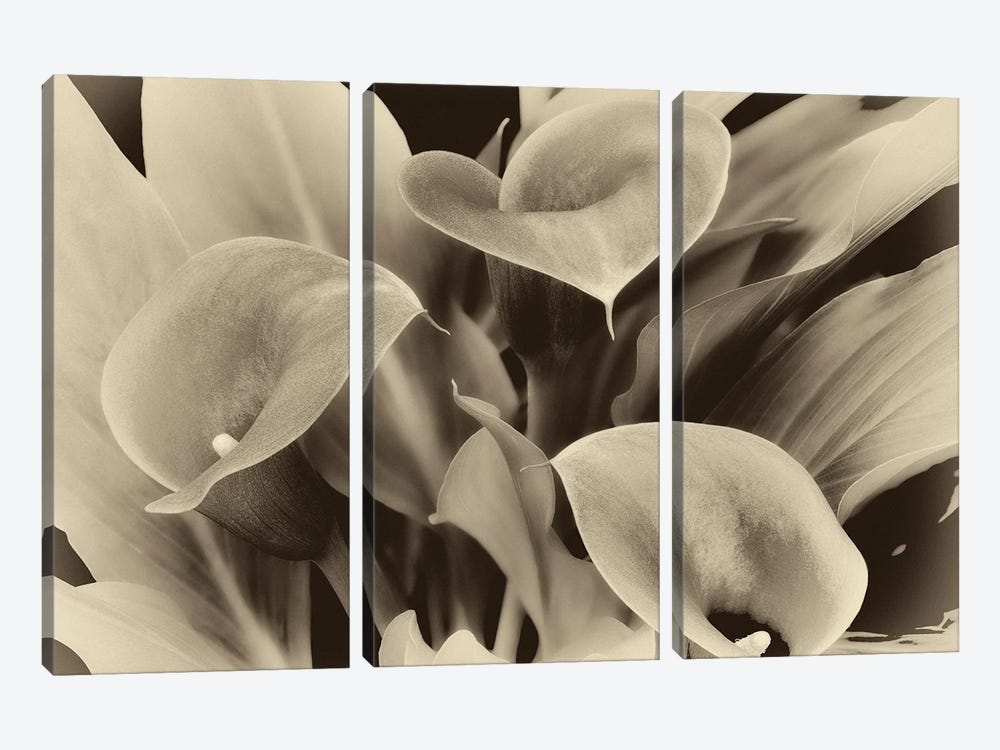 Lilies by Dennis Frates 3-piece Canvas Art