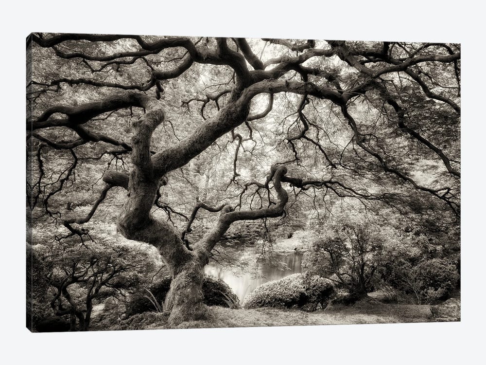 Maple Tree by Dennis Frates 1-piece Art Print