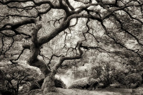Maple Tree