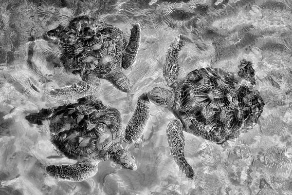 Turtles: Three Turtles by Dennis Frates
