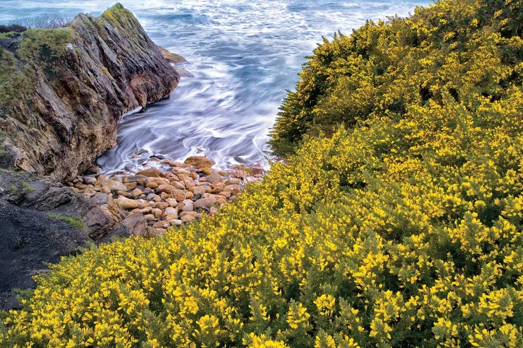 Flowers And Surf