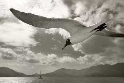 Fly Along by Dennis Frates canvas print