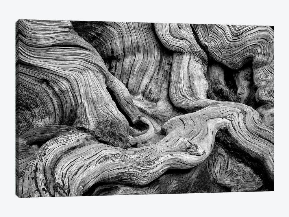 Tree Gnarl by Dennis Frates 1-piece Canvas Artwork