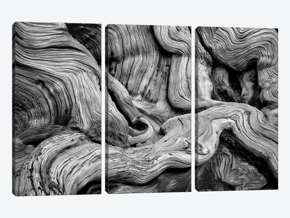 Tree Gnarl by Dennis Frates 3-piece Canvas Artwork