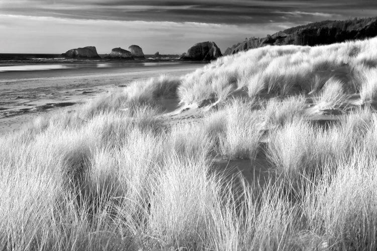 Beach Grass