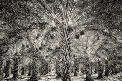 Date Palm Orchard by Dennis Frates canvas print