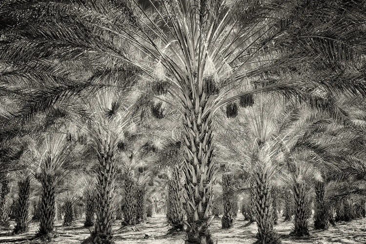 Date Palm Orchard