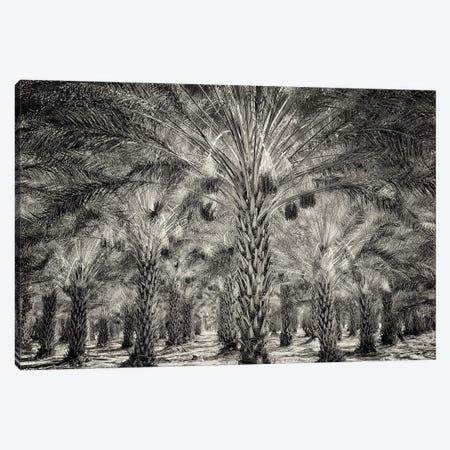 Date Palm Orchard Canvas Print #DEN1273} by Dennis Frates Canvas Artwork