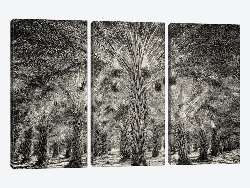Date Palm Orchard by Dennis Frates 3-piece Canvas Wall Art