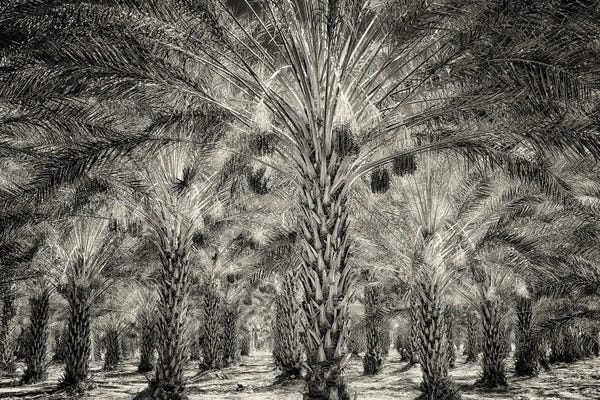 Date Palm Orchard