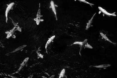 Koi From Above II by Dennis Frates canvas print