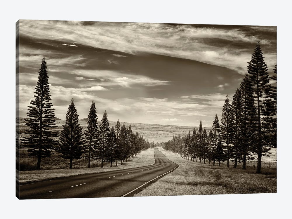 Tree Lined Road V by Dennis Frates 1-piece Canvas Artwork