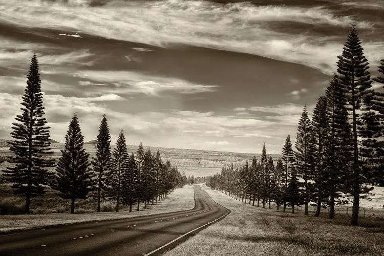 Tree Lined Road V