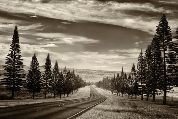Tree Lined Road V