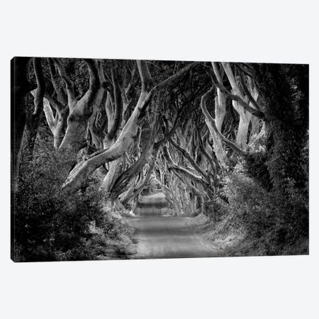 Tree Lined Road VI Canvas Print #DEN1279} by Dennis Frates Canvas Artwork
