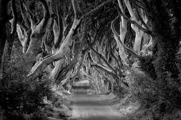 Tree Lined Road VI