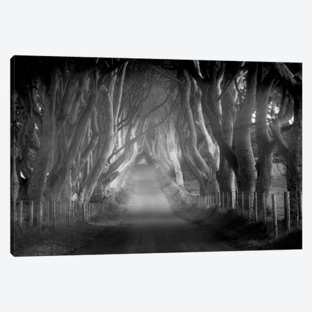 Tree Lined Road VII Canvas Print #DEN1280} by Dennis Frates Canvas Print