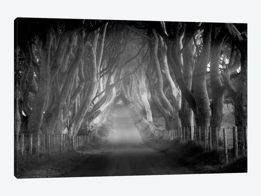 Tree Lined Road VII by Dennis Frates 1-piece Canvas Artwork