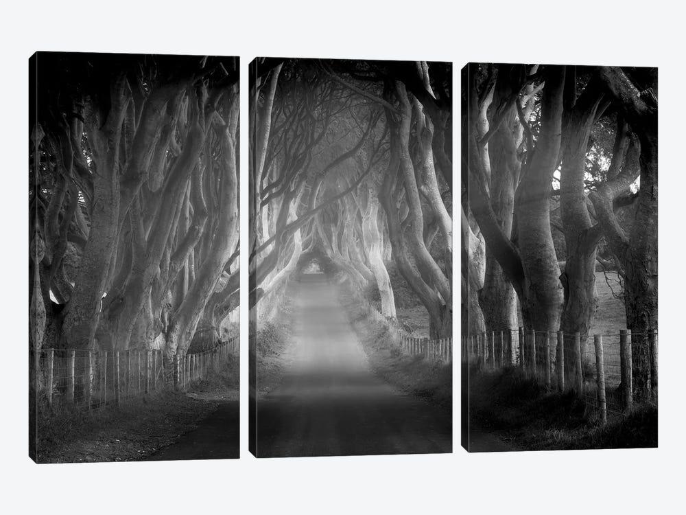 Tree Lined Road VII by Dennis Frates 3-piece Canvas Wall Art