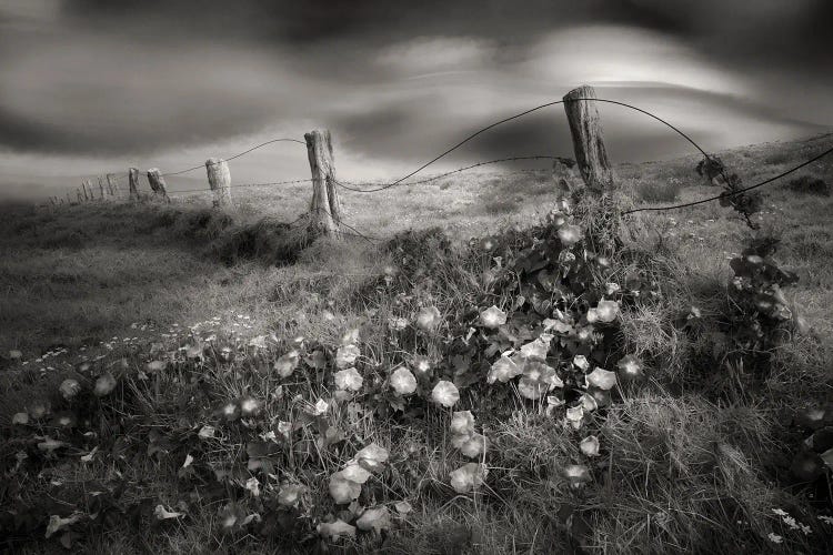 Floral Fenceline