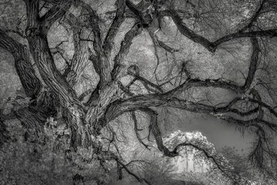 Twisted Tree by Dennis Frates art print