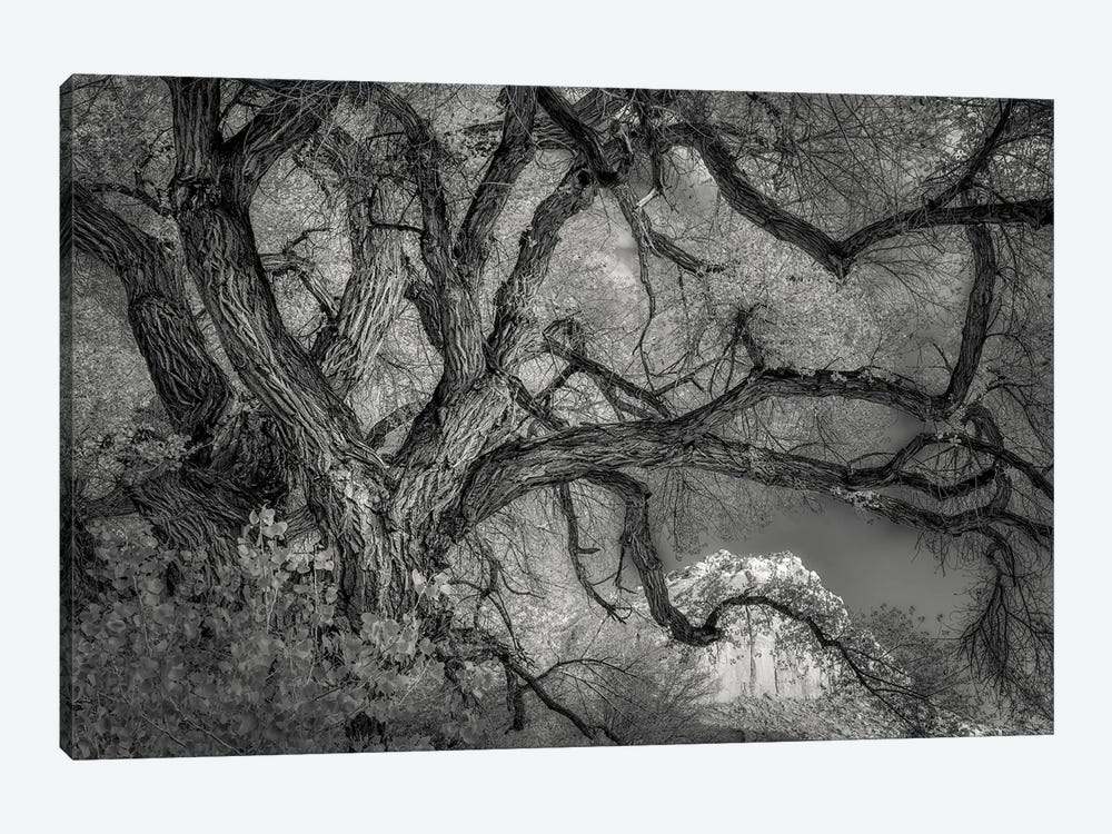 Twisted Tree by Dennis Frates 1-piece Canvas Art Print