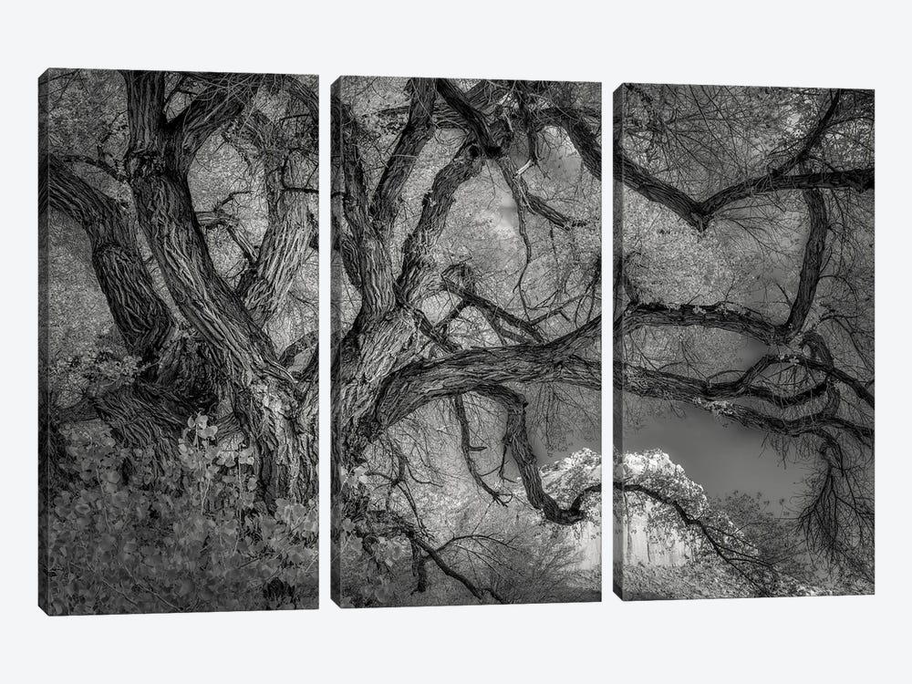 Twisted Tree by Dennis Frates 3-piece Art Print