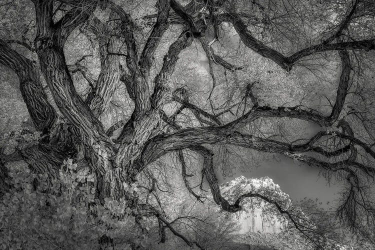 Twisted Tree