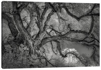 Twisted Tree Canvas Art Print - Dennis Frates