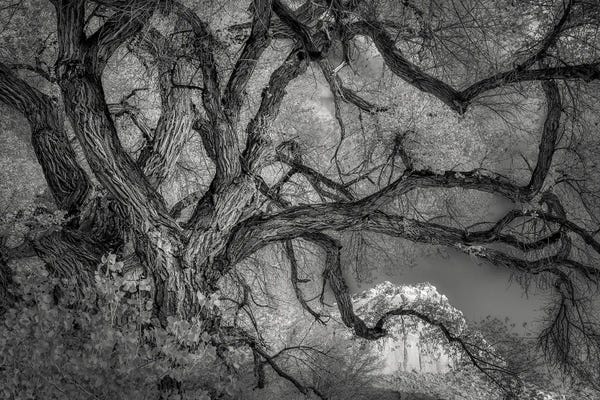 Twisted Tree