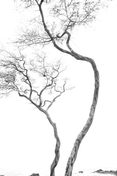 Canvas Print: The Struggle by Dennis Frates - thumbnail