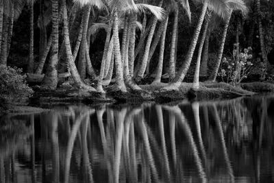 Palm Reflection III by Dennis Frates multi panel art