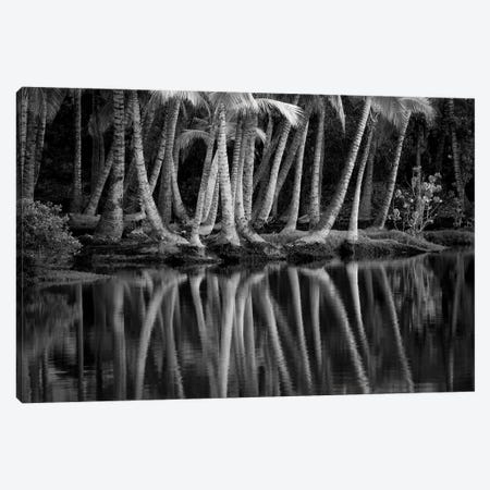 Palm Reflection III Canvas Print #DEN1294} by Dennis Frates Art Print