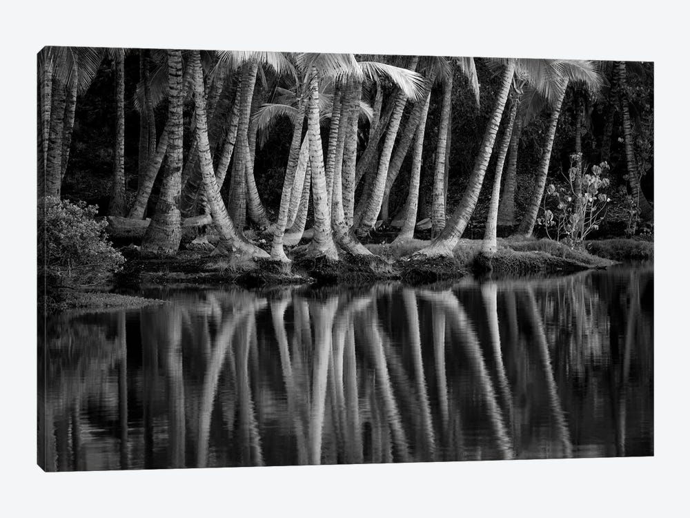 Palm Reflection III by Dennis Frates 1-piece Art Print